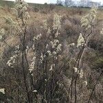 Solidago gigantea habit picture by geneve perma (cc-by-sa)