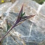 Poa cenisia leaf picture by Gilles BEAUMONT (cc-by-sa)