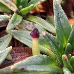 Plantago rigida fruit picture by Fabien Anthelme (cc-by-sa)