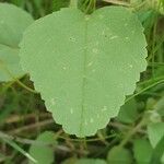 Melhania ovata leaf picture by susan brown (cc-by-sa)