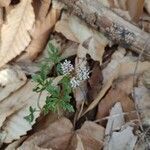 Erigenia bulbosa flower picture by Scott Nottmeier (cc-by-sa)