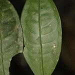 Faramea guianensis leaf picture by R. Tournebize (cc-by-sa)