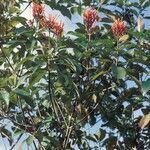 Isertia coccinea habit picture by Daniel Barthelemy (cc-by-nc)