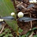 Alternanthera brasiliana flower picture by mansur zuri (cc-by-sa)