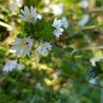 Euphrasia hirtella flower picture by Blümerich (cc-by-sa)