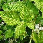 Rubus nemorosus leaf picture by Alain Bigou (cc-by-sa)