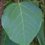 Acalypha hispida leaf picture by Daniel Barthelemy (cc-by-sa)