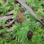 Acaena novae-zelandiae flower picture by Mary Graham (cc-by-sa)