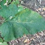 Arctium lappa leaf picture by Th Lm (cc-by-sa)