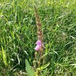 Desmodium canadense flower picture by Riley L (cc-by-sa)