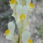 Linaria hirta flower picture by Eugenio Valdelvira (cc-by-sa)