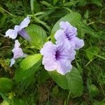 Ruellia tuberosa leaf picture by R RK (cc-by-sa)