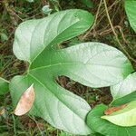 Gurania lobata leaf picture by R. Tournebize (cc-by-sa)