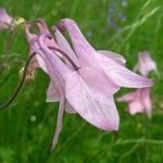 Aquilegia nigricans flower picture by marass (cc-by-sa)