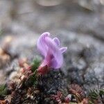 Astragalus peruvianus flower picture by Fabien Anthelme (cc-by-sa)