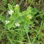 Lippia javanica habit picture by susan brown (cc-by-sa)