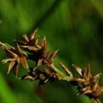 Carex elongata flower picture by Daniel Bourget (cc-by-sa)