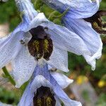 Delphinium montanum flower picture by Llandrich anna (cc-by-sa)