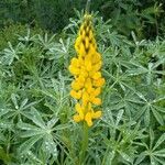 Lupinus luteus flower picture by Manuel Barón (cc-by-sa)