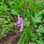 Corydalis cava habit picture by Sven Tolle (cc-by-sa)