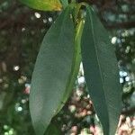 Garcinia intermedia leaf picture by Daniel Barthelemy (cc-by-sa)