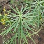 Euphorbia lamarckii leaf picture by Rafael Rios Ibañeñez (cc-by-sa)