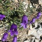 Campanula alpestris flower picture by David Blondin (cc-by-sa)