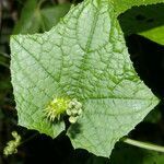 Echinopepon racemosus leaf picture by Nelson Zamora Villalobos (cc-by-nc)