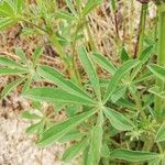 Lupinus hispanicus leaf picture by Ana Durán (cc-by-sa)