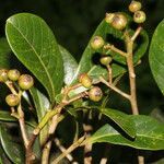 Ocotea insularis fruit picture by Nelson Zamora Villalobos (cc-by-nc)