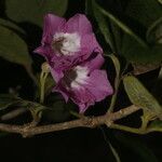 Fridericia costaricensis flower picture by Nelson Zamora Villalobos (cc-by-nc)