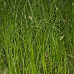 Carex brizoides habit picture by Martin Bishop (cc-by-sa)