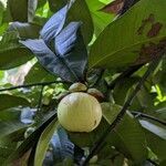 Garcinia mangostana fruit picture by Planter King (cc-by-sa)