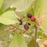 Hamelia patens fruit picture by Schnittler Martin (cc-by-sa)