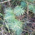 Euphorbia cyparissias leaf picture by Thierry Angevin (cc-by-sa)