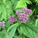 Valeriana pyrenaica flower picture by García-Atance Huete Antonio Luis (cc-by-sa)