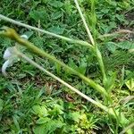 Nicotiana longiflora habit picture by Trap Hers (cc-by-sa)