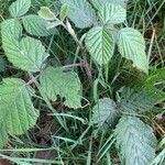 Rubus pruinosus leaf picture by sylvia (cc-by-sa)