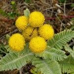 Tanacetum bipinnatum flower picture by Jim Conroy (cc-by-sa)