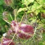 Nigella damascena fruit picture by Thomas DESFOSSEZ (cc-by-sa)