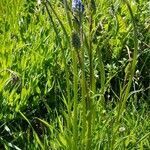 Phyteuma betonicifolium habit picture by Anne ARNOUX (cc-by-sa)