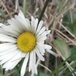 Bellis sylvestris flower picture by llinares J (cc-by-sa)