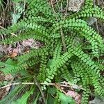 Asplenium adulterinum leaf picture by Klaus Möhlmann (cc-by-sa)