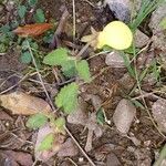 Calceolaria tripartita flower picture by Slaghekke Raymond (cc-by-sa)