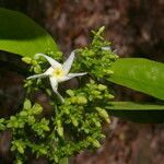 Tabernaemontana arborea flower picture by Nelson Zamora Villalobos (cc-by-nc)