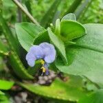 Commelina benghalensis fruit picture by susan brown (cc-by-sa)