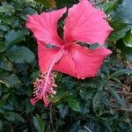 Hibiscus rosa-sinensis flower picture by dominoel Dominique Grandgeorge (cc-by-sa)