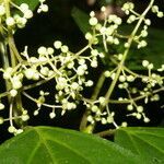 Miconia centrodesma leaf picture by Nelson Zamora Villalobos (cc-by-nc)