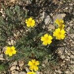 Potentilla hirta habit picture by Daniel Barthelemy (cc-by-sa)