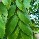 Ulmus americana leaf picture by Jordan Yeckering (cc-by-sa)